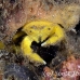 crab_sponge_shr_tam_h_0027_bal6400.jpg
